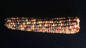 Arab countries need better GMO detection systems