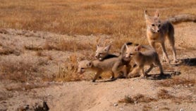 Study reveals where conservation aid is most needed