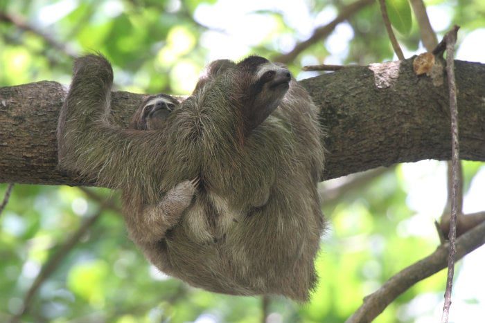 SLoth Bryon Voirin