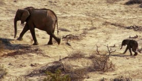 Horn of Africa faces drier weather