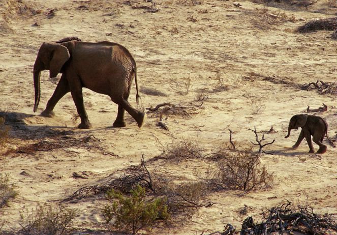 mother and calf2