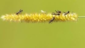 Edible insects inch one step closer