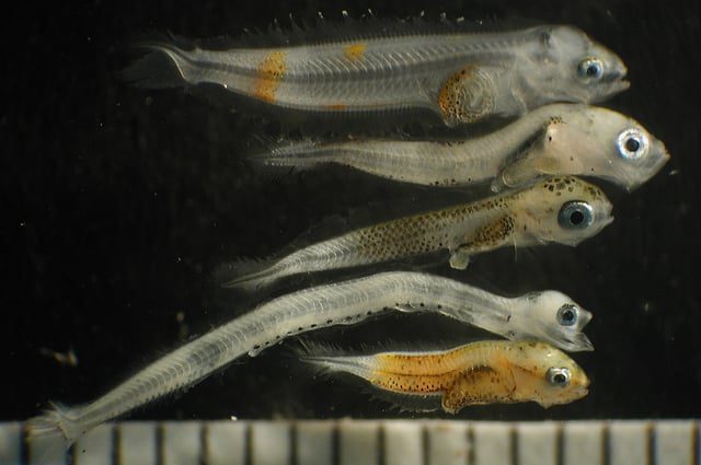 fish larvae