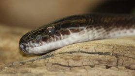 Snakes and folk tales meet science in disaster warning