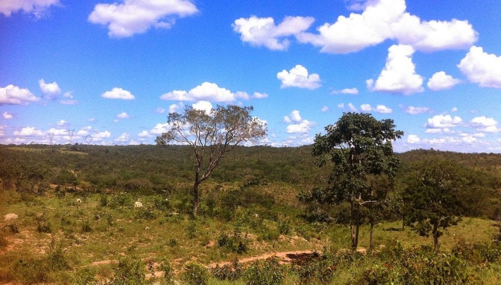 Cerrado-sabana