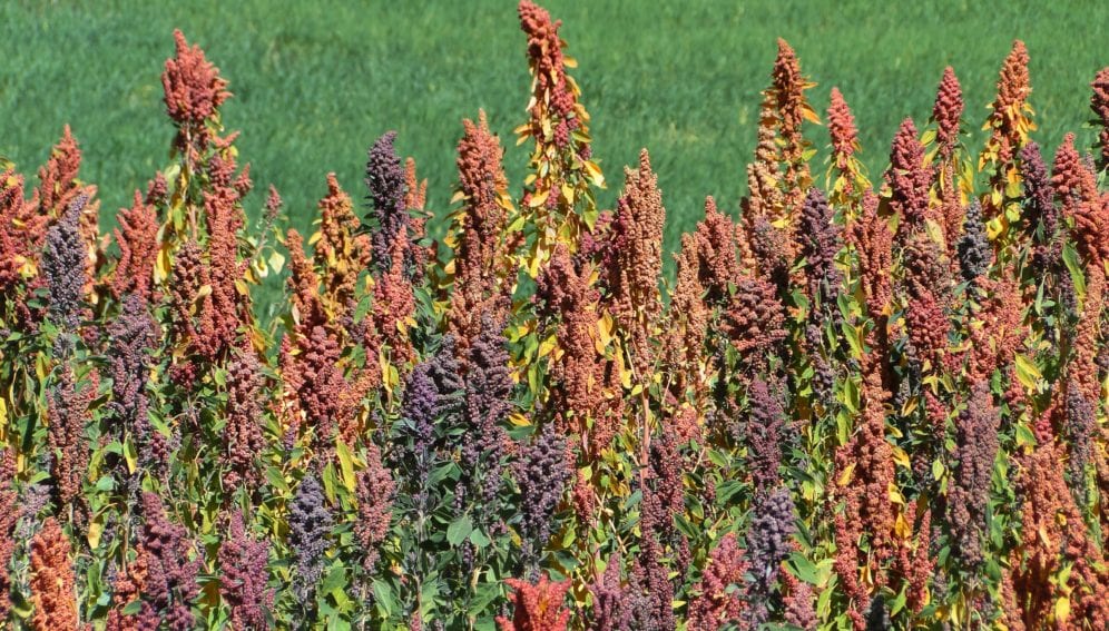 ColouredQuinoa_Peru_Flickr_GloballyImportantAgriculturalHeritageSystems_3456x2592