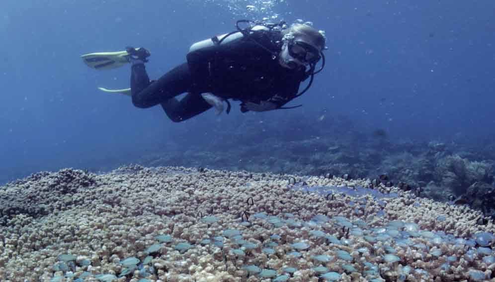 Coral LAC fapesp Main