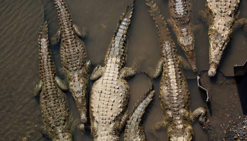 Crocs_WorldWideGifs.jpg
