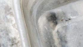 Alleged cure for dengue in Indonesia stirs debate