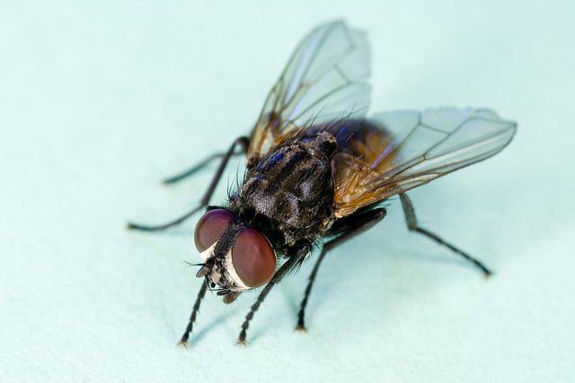 Housefly_Flickr_USDAgov.jpg