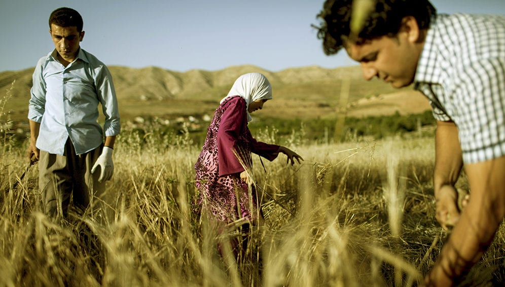 Iraq wheat - Main