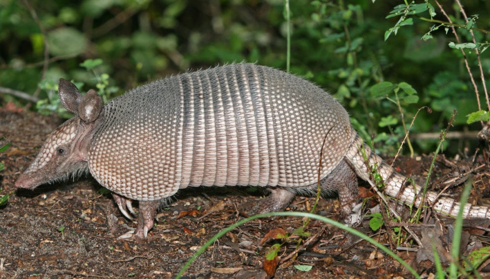 Nine-banded_Armadillo