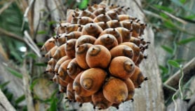 Biofuel boom could accelerate warming in tropics