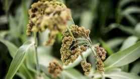 Model shows pathway to feeding the world