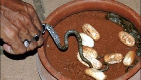 Hi-tech antidotes for snakebite