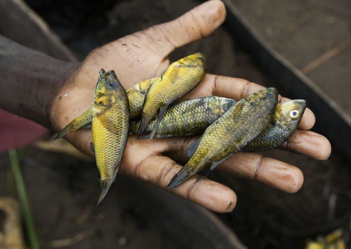 Tilapia.jpg