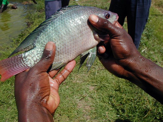 Tilapia_WorldFish