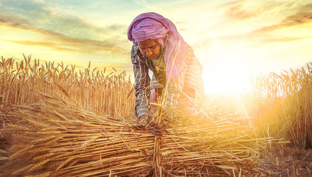 Bellagio - Wk 2 Wheatwoman series MAIN