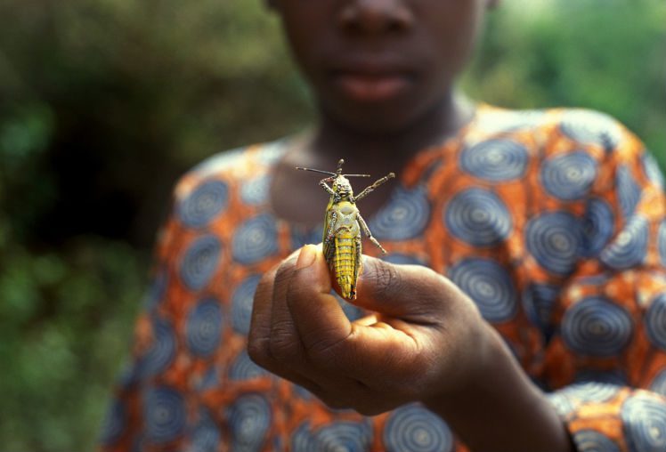 A boy holds a locust in the town of Kloto