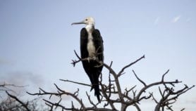 Rare animals vital for ecosystem life support