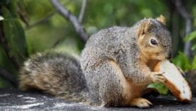 Rapid forest destruction puts Asia’s wildlife at risk