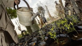 Aspirin precursor defends acacia plants from drought