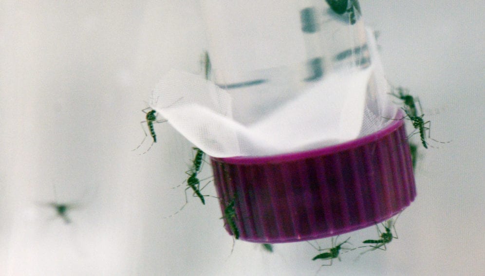 Aedes aegypti by Dean Calma  IAEA