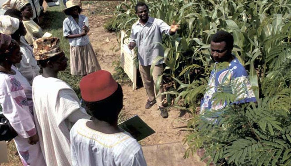 alley_cropping_Flickr  International Institute of Tropical Agriculture