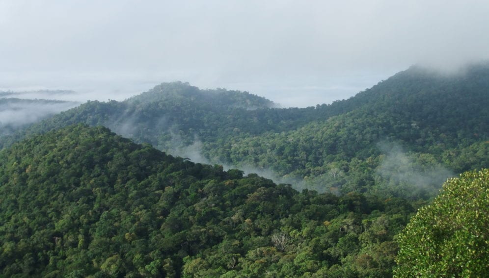 AmazonForest_clouds by sophie fauset