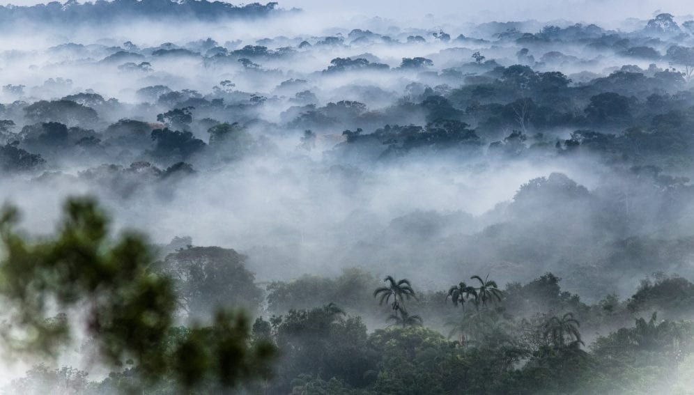 amazonia nibosa Cesar David MartinezAvaaz
