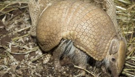 Armadillo mascot scores before World Cup even starts