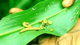 India mounts awareness campaign as maize-eating moth detected