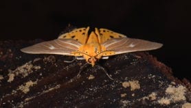 India develops moth allergy kit