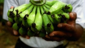 Why climate talks need to focus on agriculture