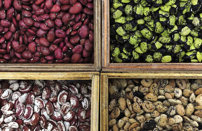 Beans at CIAT