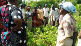 Science meets farming to reveal Africa’s best bean