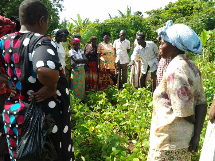 Beans image main.jpg