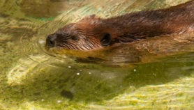 Traps to eradicate beavers from Tierra del Fuego