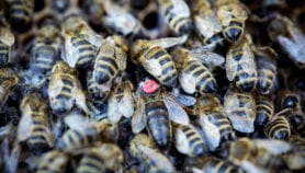 Bee booby-traps defend African farms from elephants