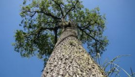 Sources of aflatoxin found for Brazil nuts