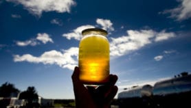 Egypt produces jet biofuel from jatropha