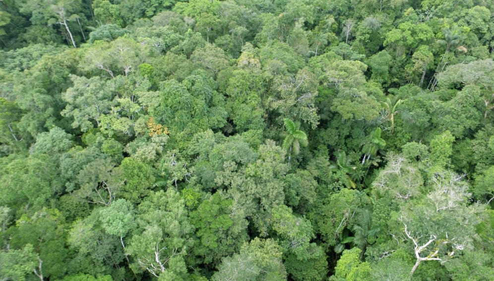bosque amazonia by serfor