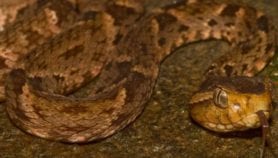 Snakebites set to soar as El Niño builds