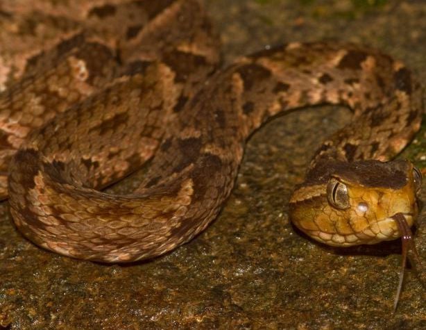 Snakeites to rise