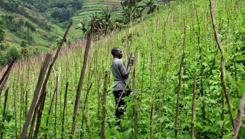 Climing Beans_Flickr_Neil Palmer_CIAT