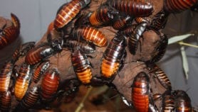 Roach milk inspires food supplement