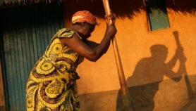 Cassava researchers fold under industry pressure