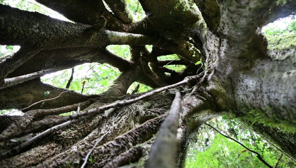 Costa Rica Forest REDD Bolivia.jpg