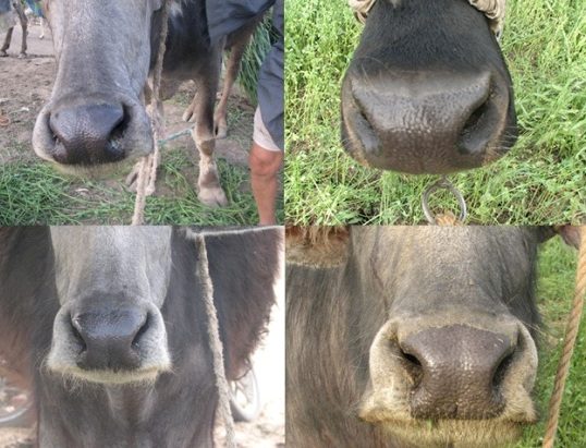 cow nose