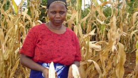 Cheap chemicals entice caterpillar-eating wasps to crops